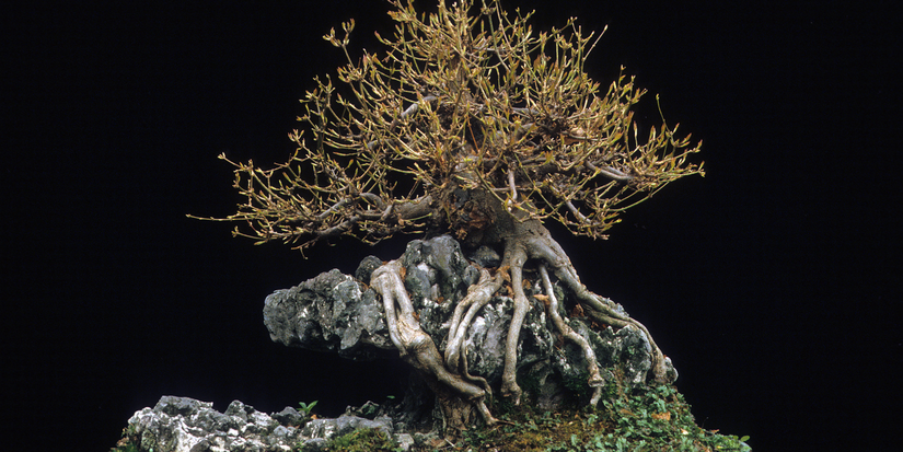 Winter Gardening with Bonsai Trees: Protecting Your Plants