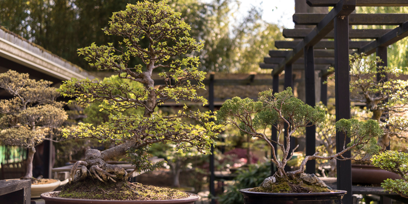Winter Gardening with Bonsai Trees: Protecting Your Plants