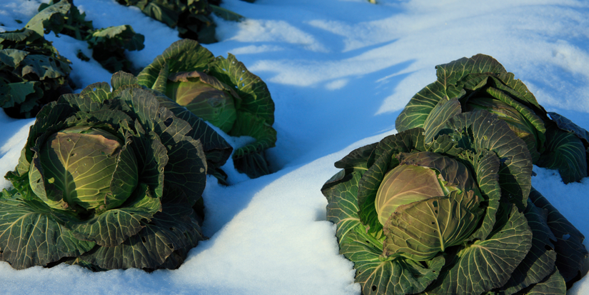 8 Tips for Successful Winter Organic Gardening