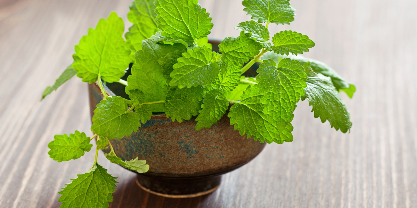 Grow Houseplants That Repel Spiders Naturally Indoors