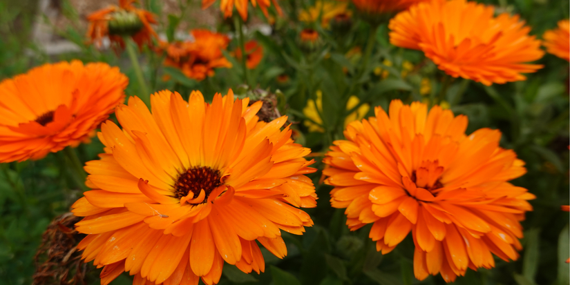 Orange calendula flowers