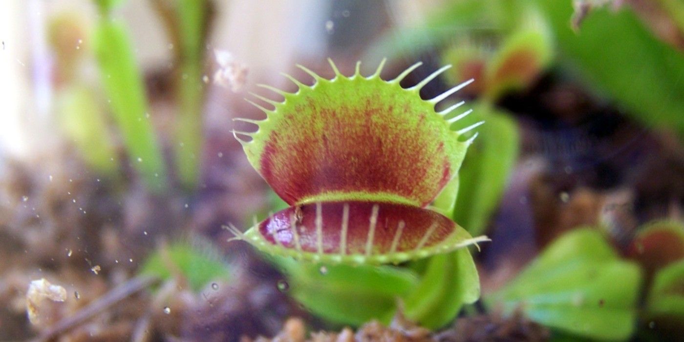 Unique Plants To Add To Your Landscaping