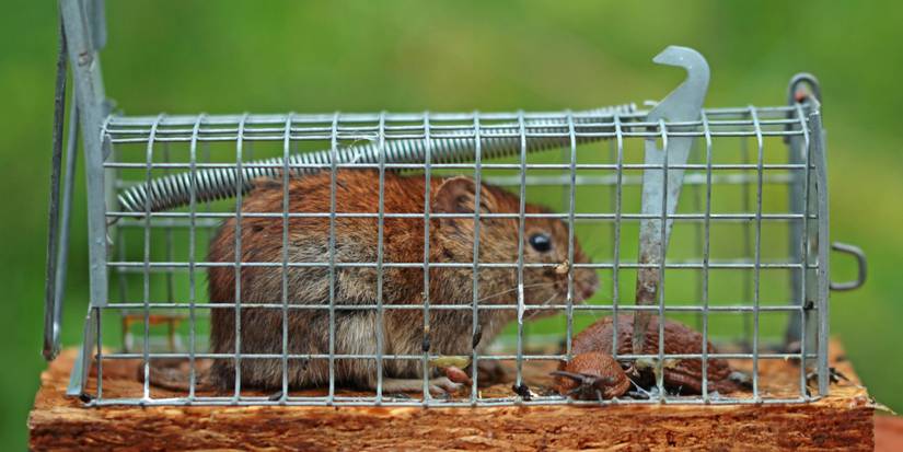 Trap and Tackle: 7 Expert Methods for Controlling Garden Pests