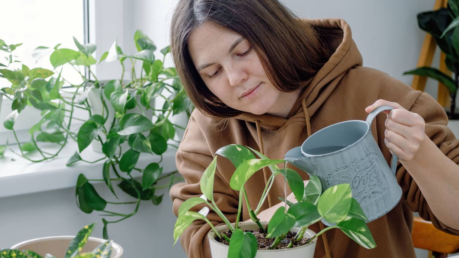 Fertilizing Your Pothos Plant: What You Need to Know
