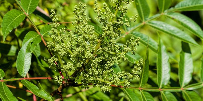 Sumac Size Discover the Diversity: 8 Sumac Tree Varieties for Your Landscape