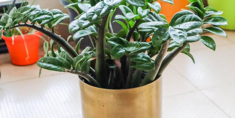 Place Snake Plant With Other Houseplants It Loves