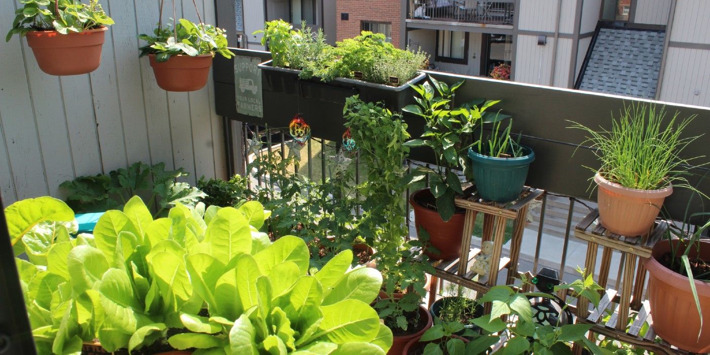 How to Plan a Beautiful Balcony Garden