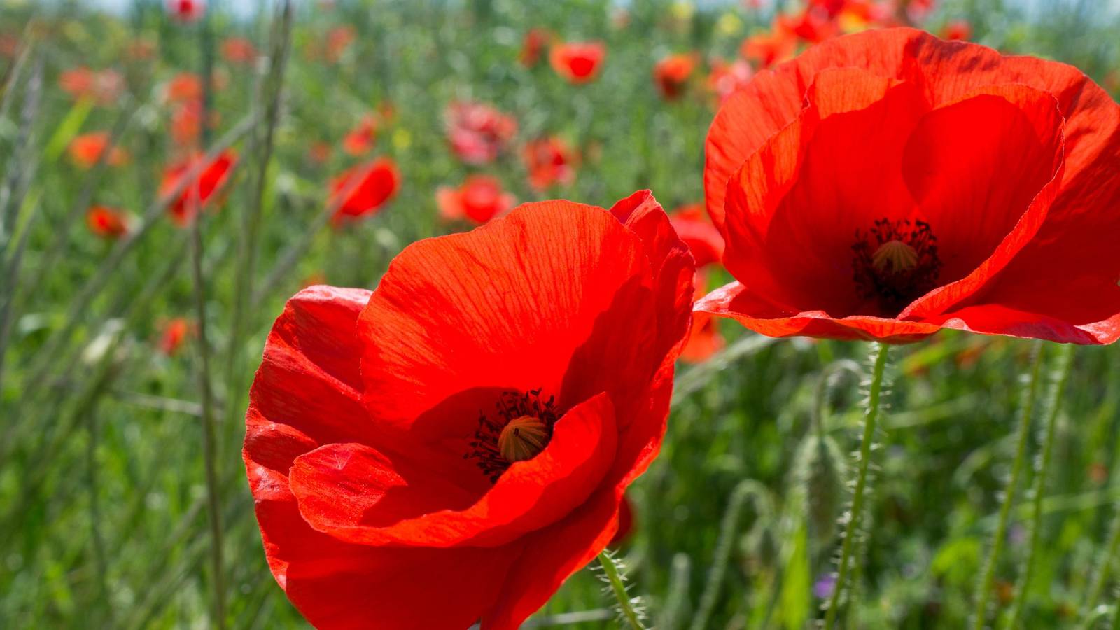 A Guide to Planting and Caring for Stunning Poppies