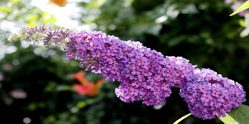Top 7 Invasive Plant Species in North America