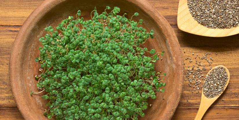 8 Surprising Facts About Chia Pets