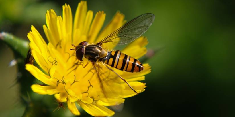 Top 5 Insects for a Thriving Pollinator Garden