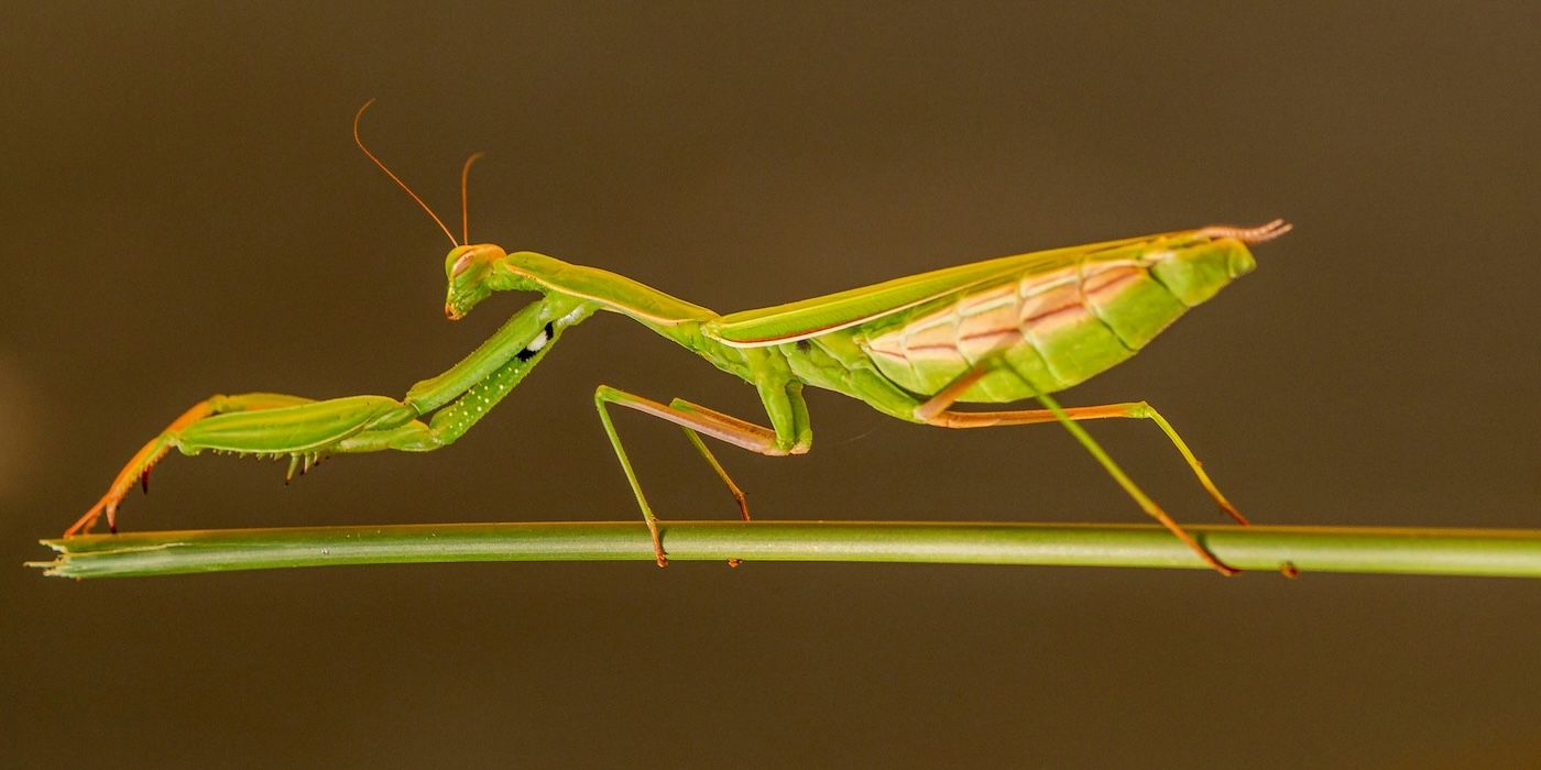 Praying Mantises: Nature’s Pest Control for a Thriving Garden