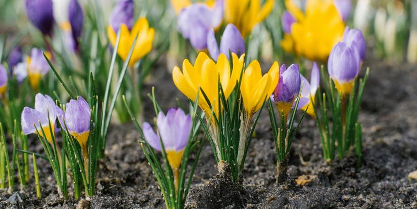 November Is a Great Time to Plant Spring Bulbs