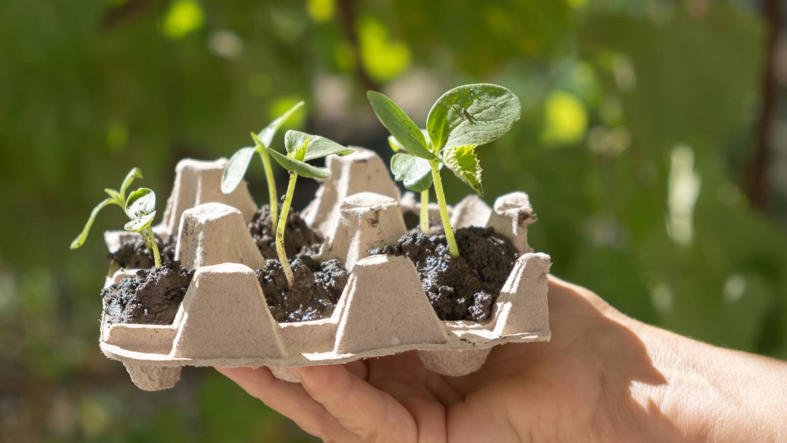 3 Unique Ways to Start Your Seeds Indoors this Winter