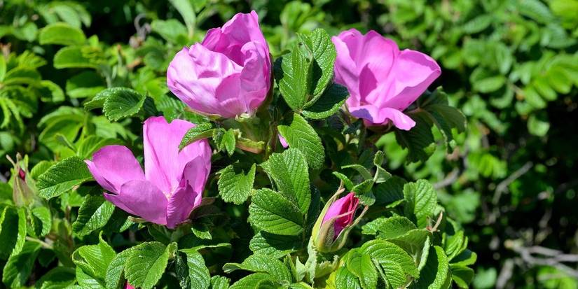 Grow Purple Roses to Bring Regal Beauty to Your Garden
