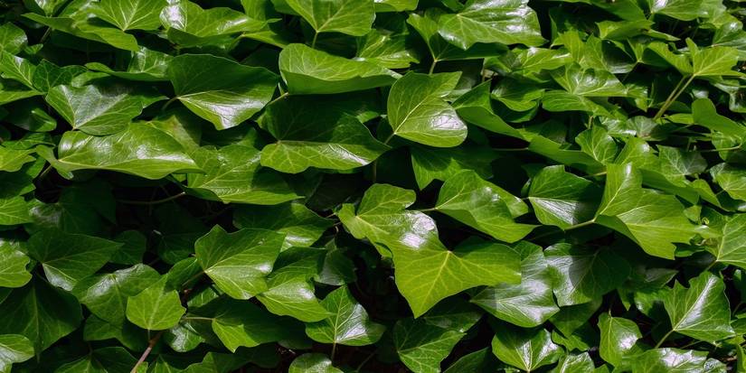 Top 7 Invasive Plant Species in North America