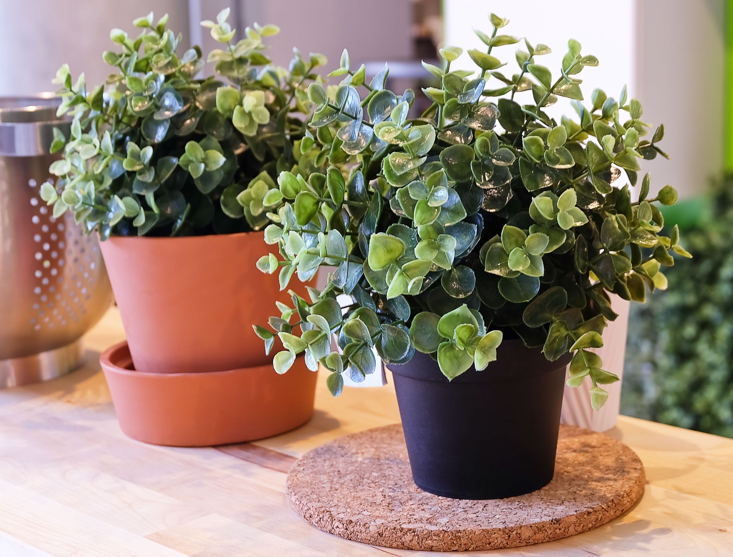 Rooting Out the Truth About Artificial Plants