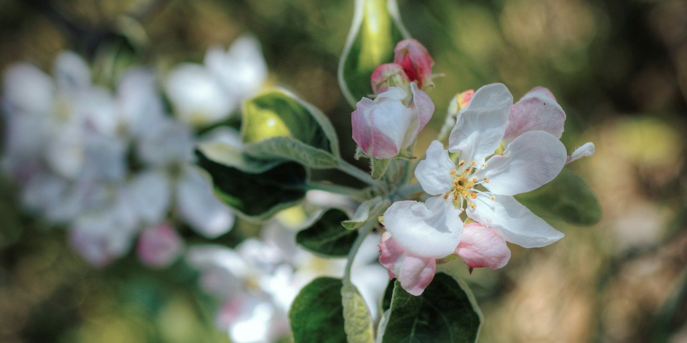 When Should You Fertilize Your Apple Trees?