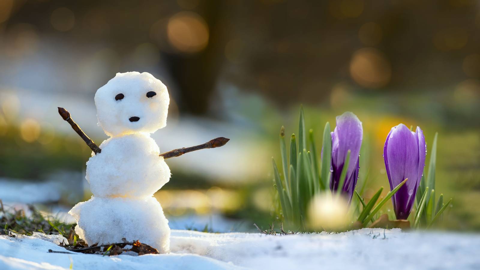 Cold In Spring A Gardener's Guide to Outsmarting Winter's Deceptive Warmth