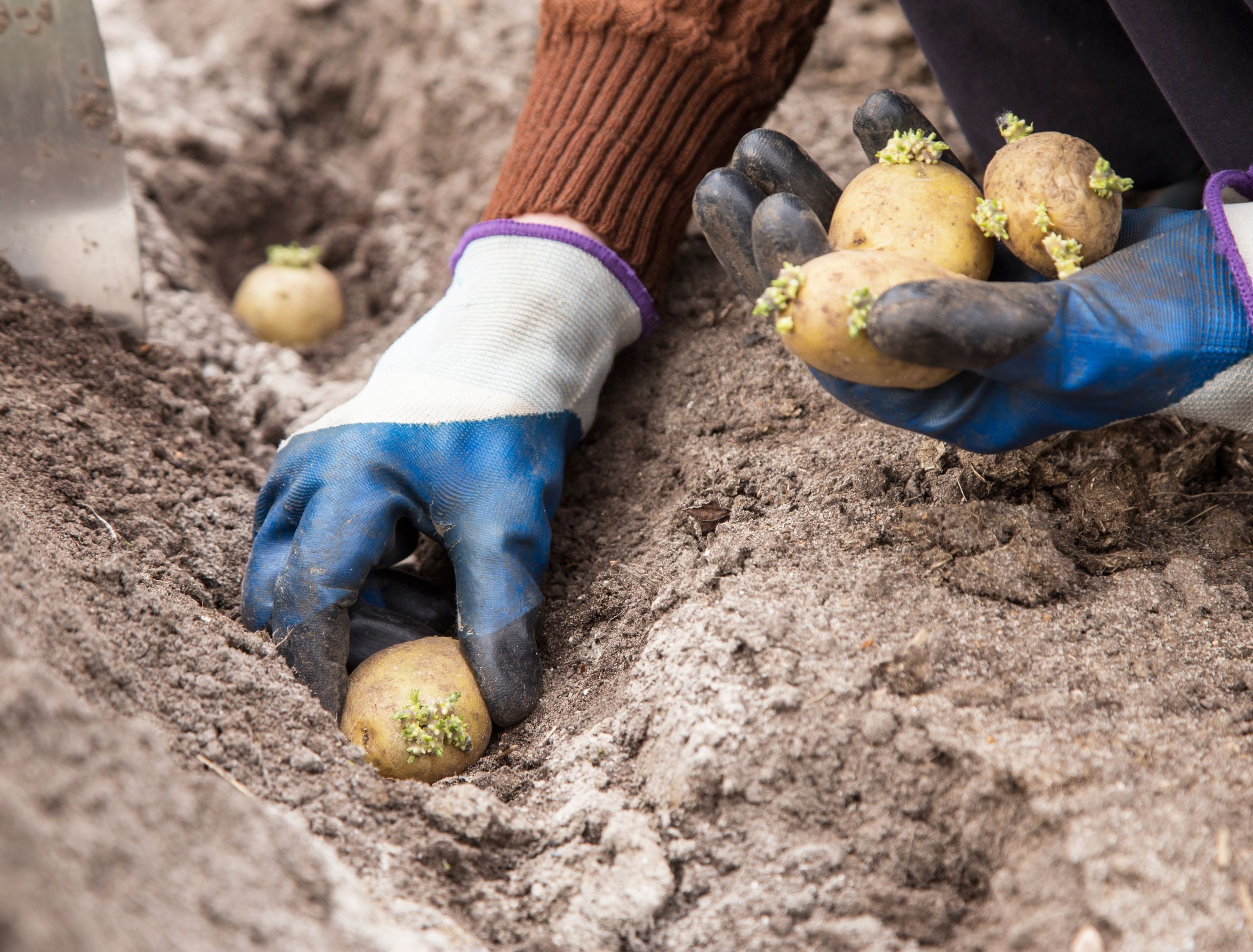 POTATO まとめ売り IDAHO POTATO 5LB BAG , 아이다호산 감자 5LB BAG – MEGAMART | MegaKfood