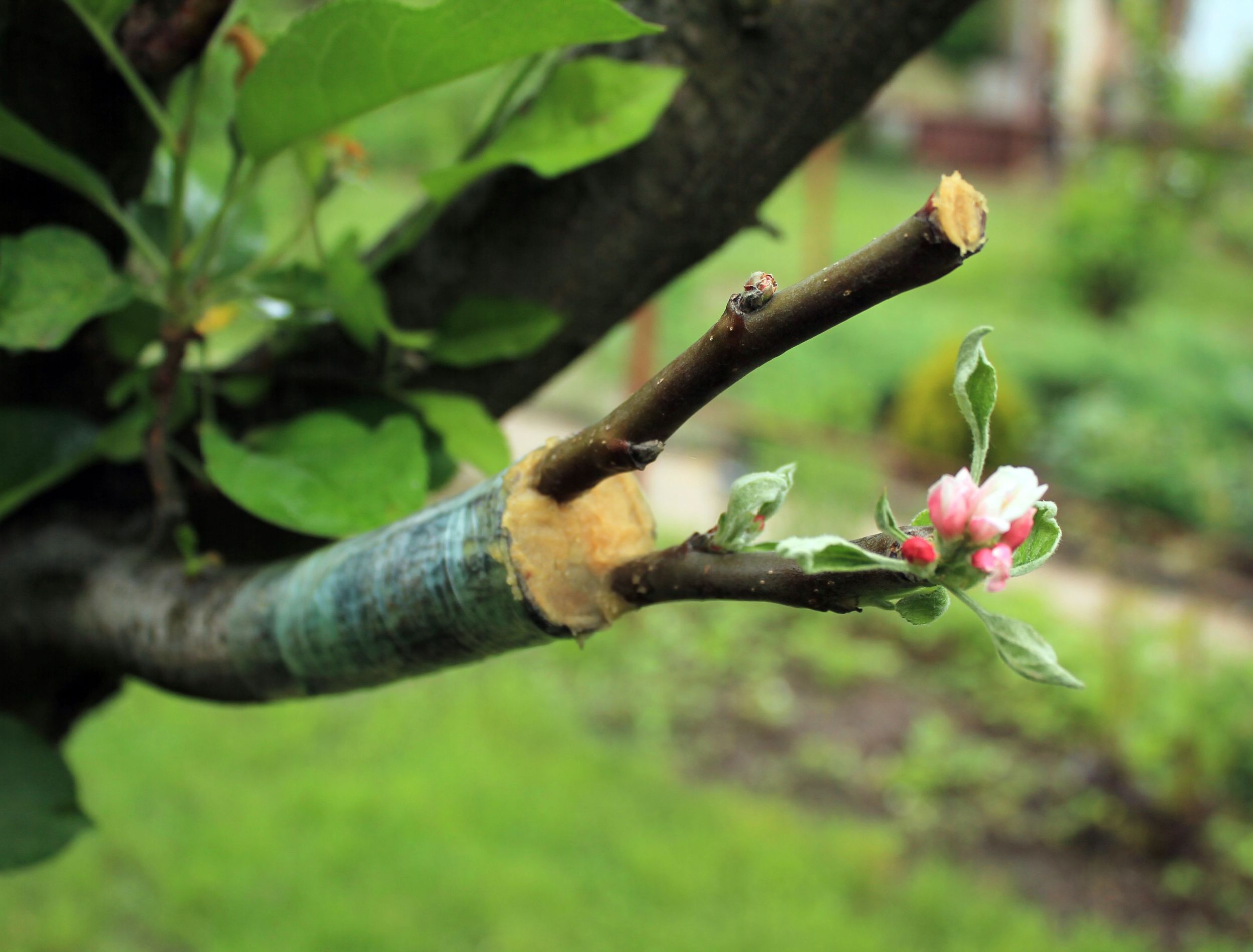 Grafting Fruit Trees as Part of Your Winter Landscaping Projects