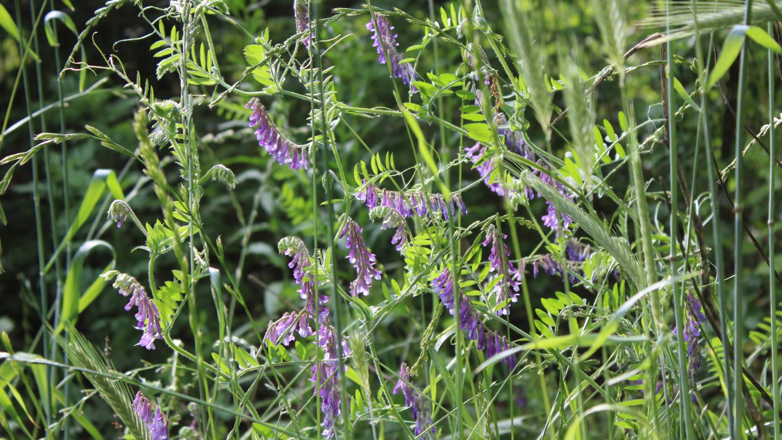 A Comprehensive Guide to Winter Cover Crop Gardening