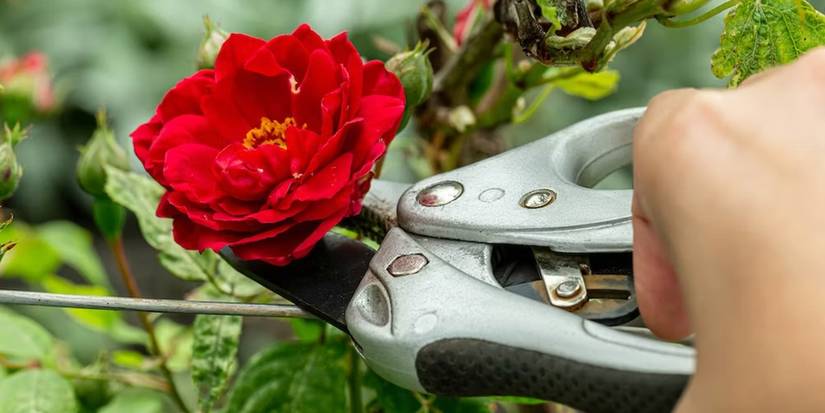 Plant Landscape Roses in Winter to Enjoy Their Blooms Later