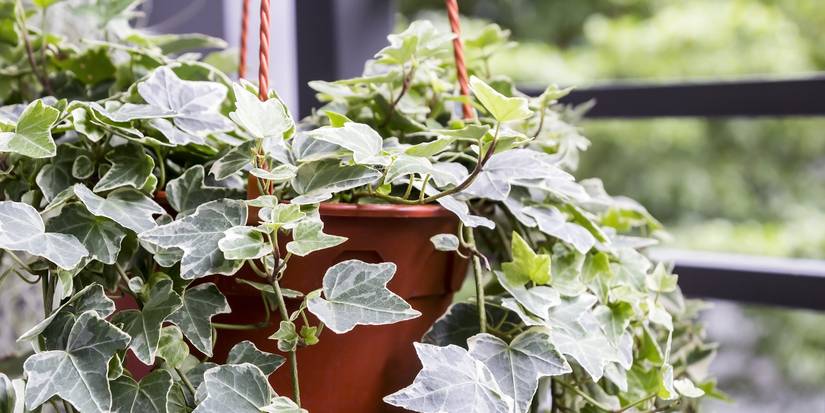 Hanging Baskets Are a Fun Winter DIY Project to Try
