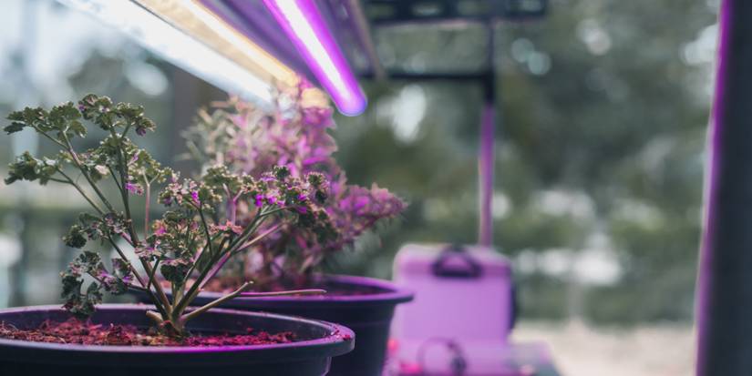 How Does Artificial Sunlight Work For Plants?