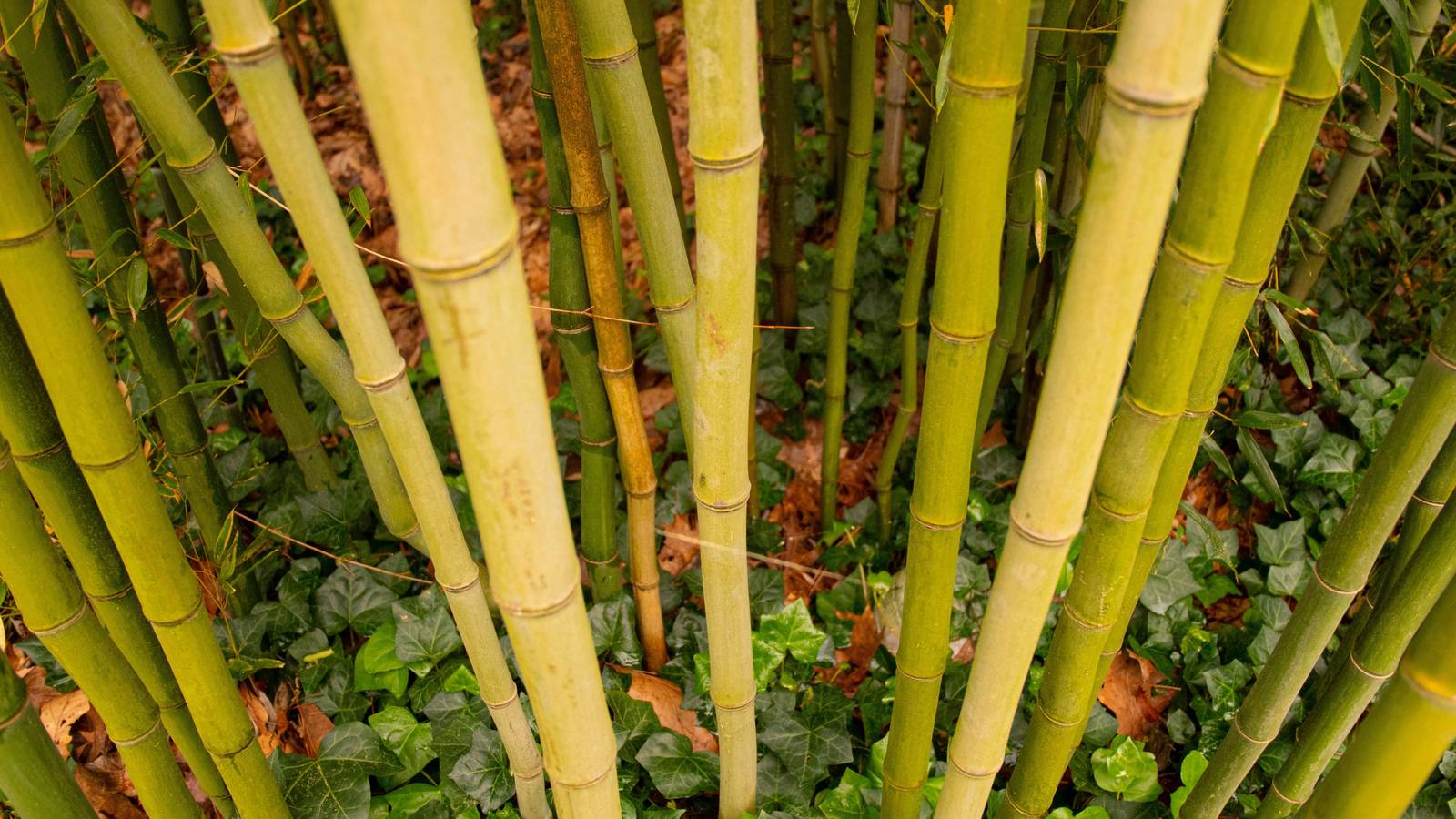 Top 7 Invasive Plant Species in North America