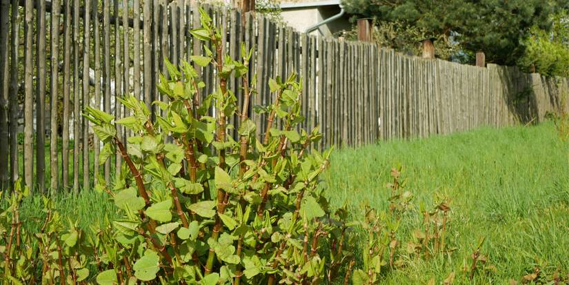 How Non Native Plants Can Ruin Your Backyard Landscape