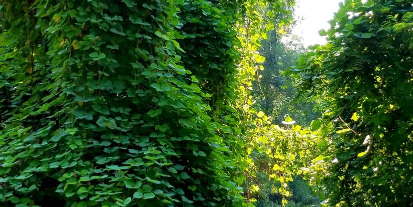 Top 7 Invasive Plant Species in North America