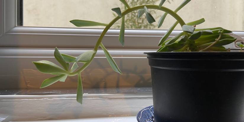 leggy and dropping plant 