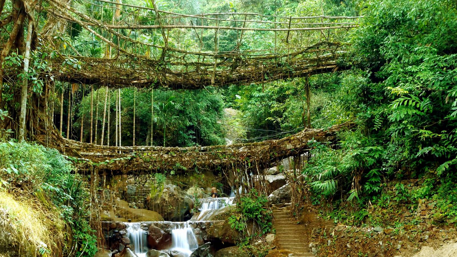 Root Float Bridge Ideas For Creating Your Own Living Root Bridge