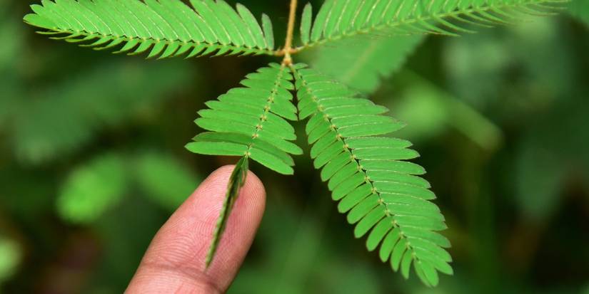 unique-plants-to-add-to-your-landscaping
