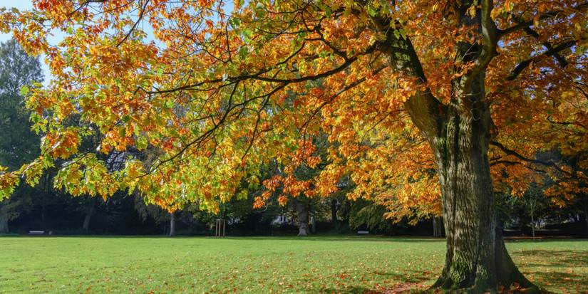 Vibrant Fall Hues: 6 Plants With the Brightest Seasonal Colors