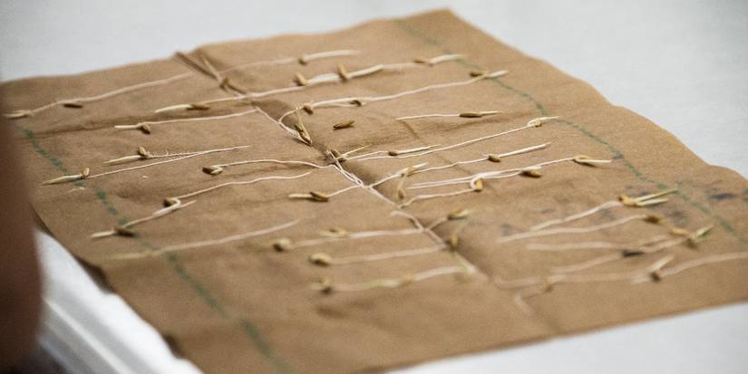 Master the Art of Saving Seeds and Growing Thriving Plants