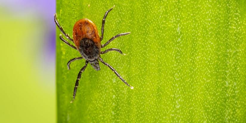 Icy Intruders: 6 Strange Cold Weather Insects to Watch Out For