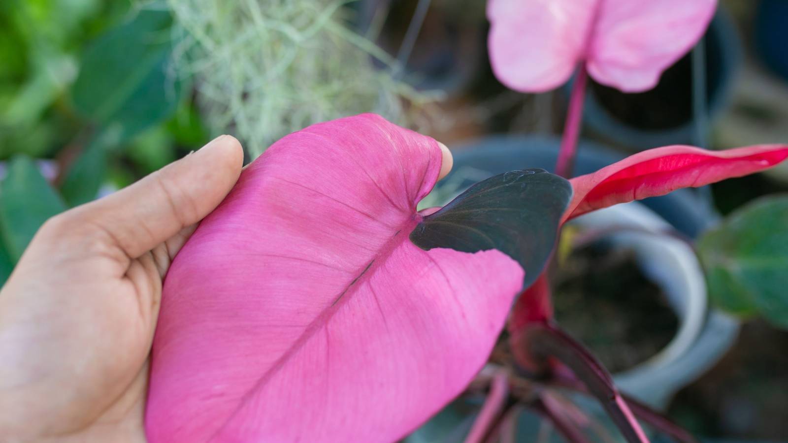 mexicanum philodendron Philodendron Mexicanum 'Latisagittum' – Plant Vault main image 0