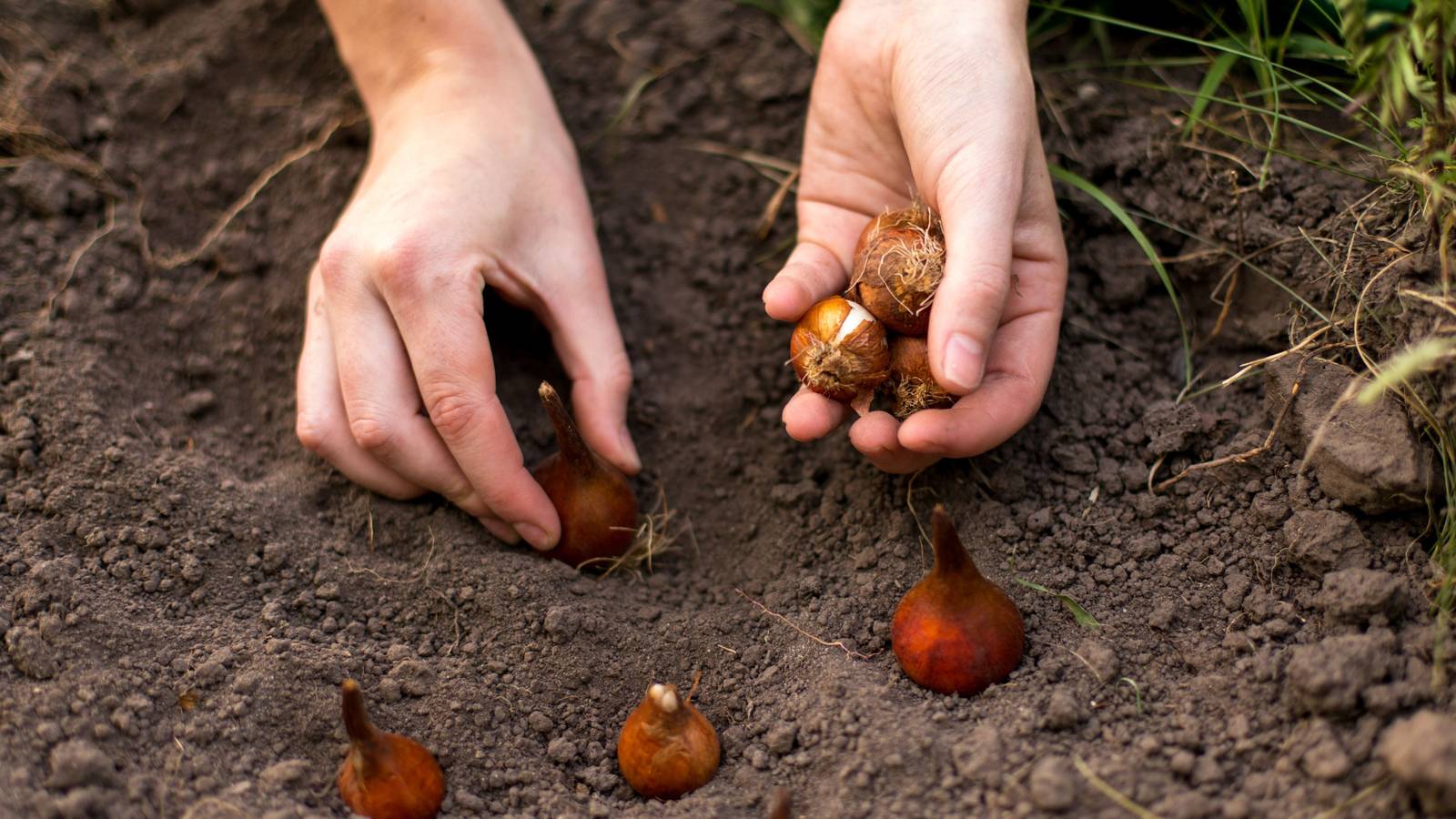 Spring Bulb Signs Spring Bulbs: 10 Mistakes to Avoid When You Plant Spring Bulbs