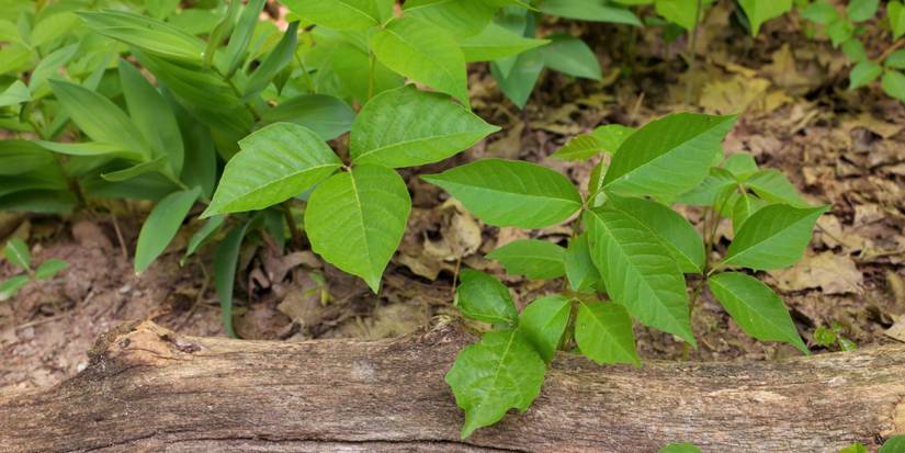 Get Rid of Common Spring Lawn Weeds