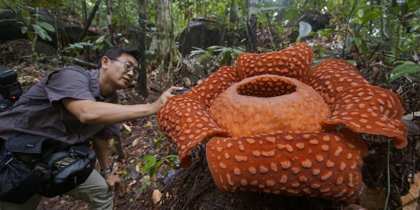 What Is Rafflesia The Biggest Flower in the World May Also Smell the Worst!