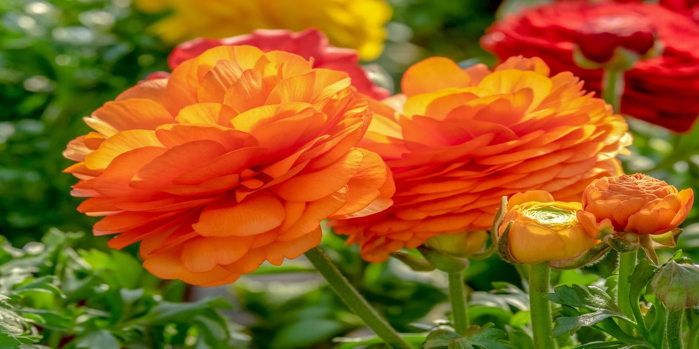 Meet the Flower and Plant of the Year