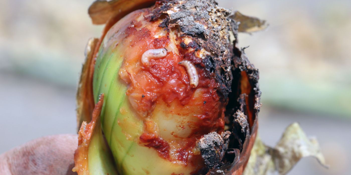 Meet the Garden Pests You Will See This March!