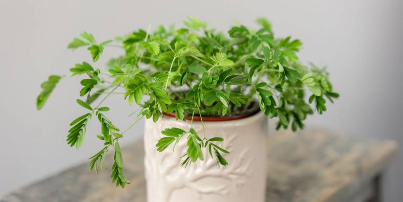 Discover Ferns With Zombie Leaves and Jurassic Ancestors