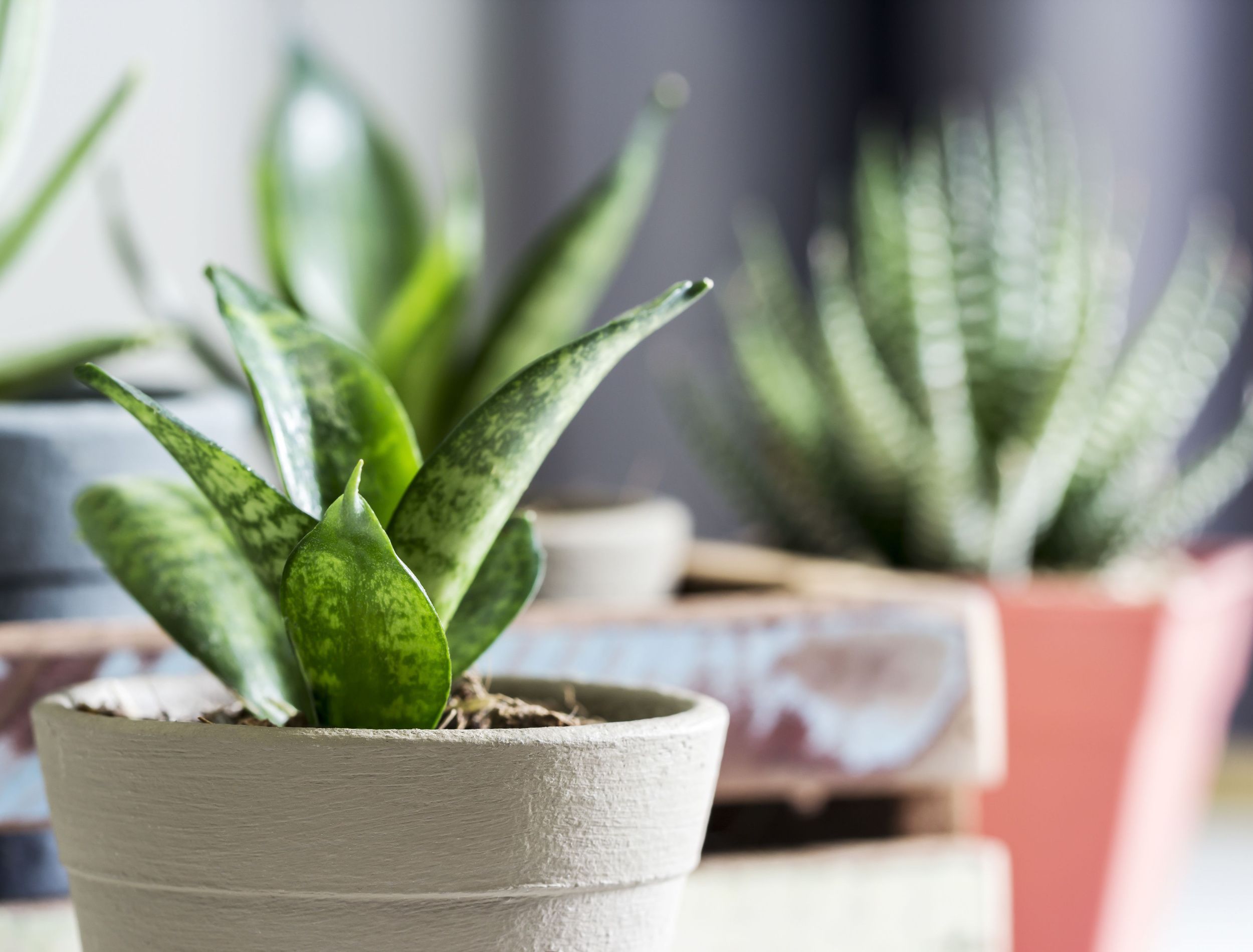 Transform Your Space: 8 Best Indoor Houseplants to Grow Today