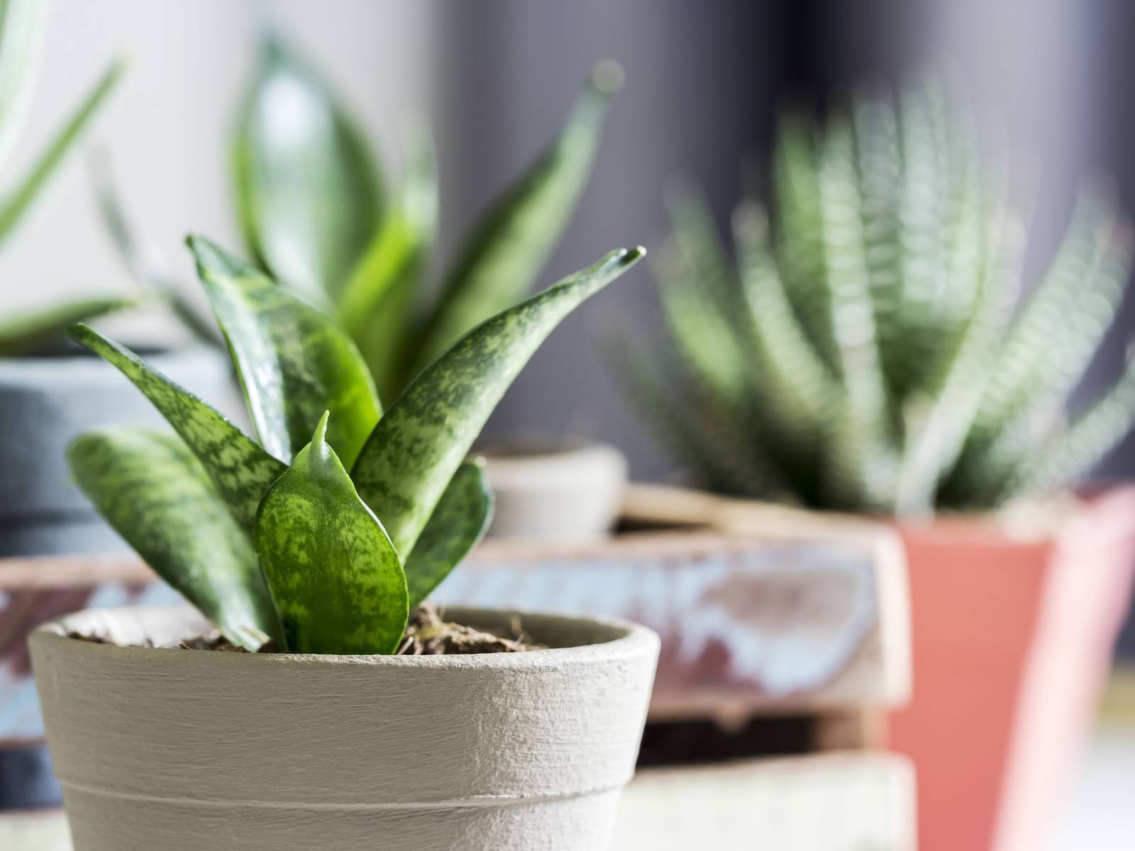 Transform Your Space: 8 Best Indoor Houseplants to Grow Today