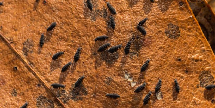 Snowflake Insect Icy Intruders: 6 Strange Cold Weather Insects to Watch Out For