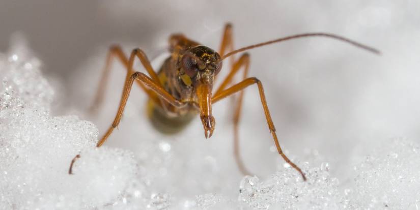 Ice Devil Insect Icy Intruders: 6 Strange Cold Weather Insects to Watch Out For