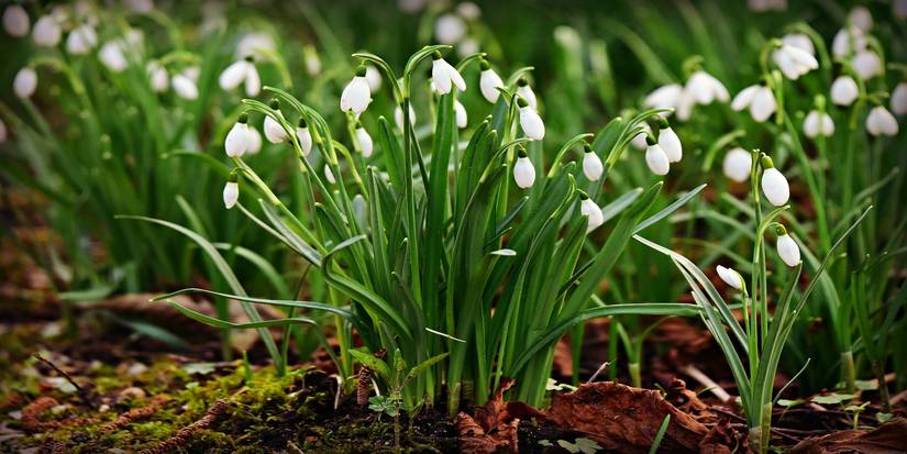 Early Bloomers: The Beauty and Science of Snow Melting Flowers